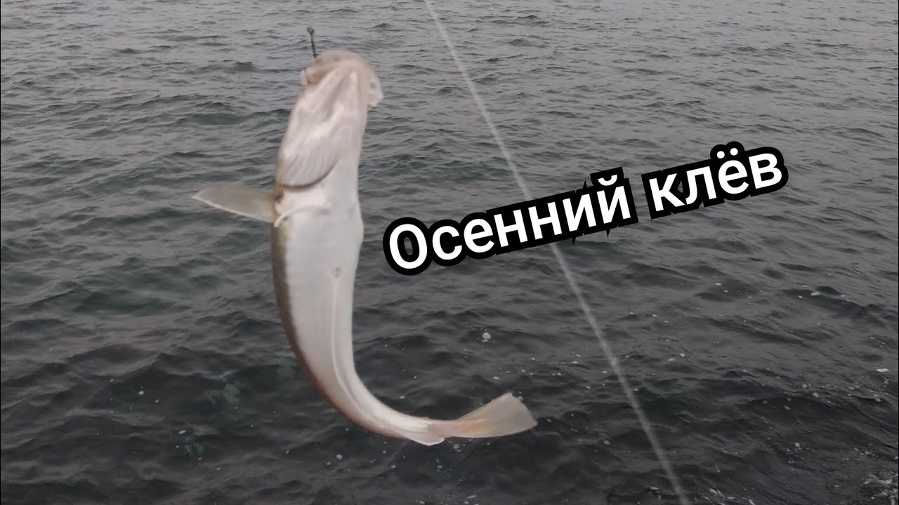 Ловим мерланга(черноморскую треску) и бычка на Черном море.