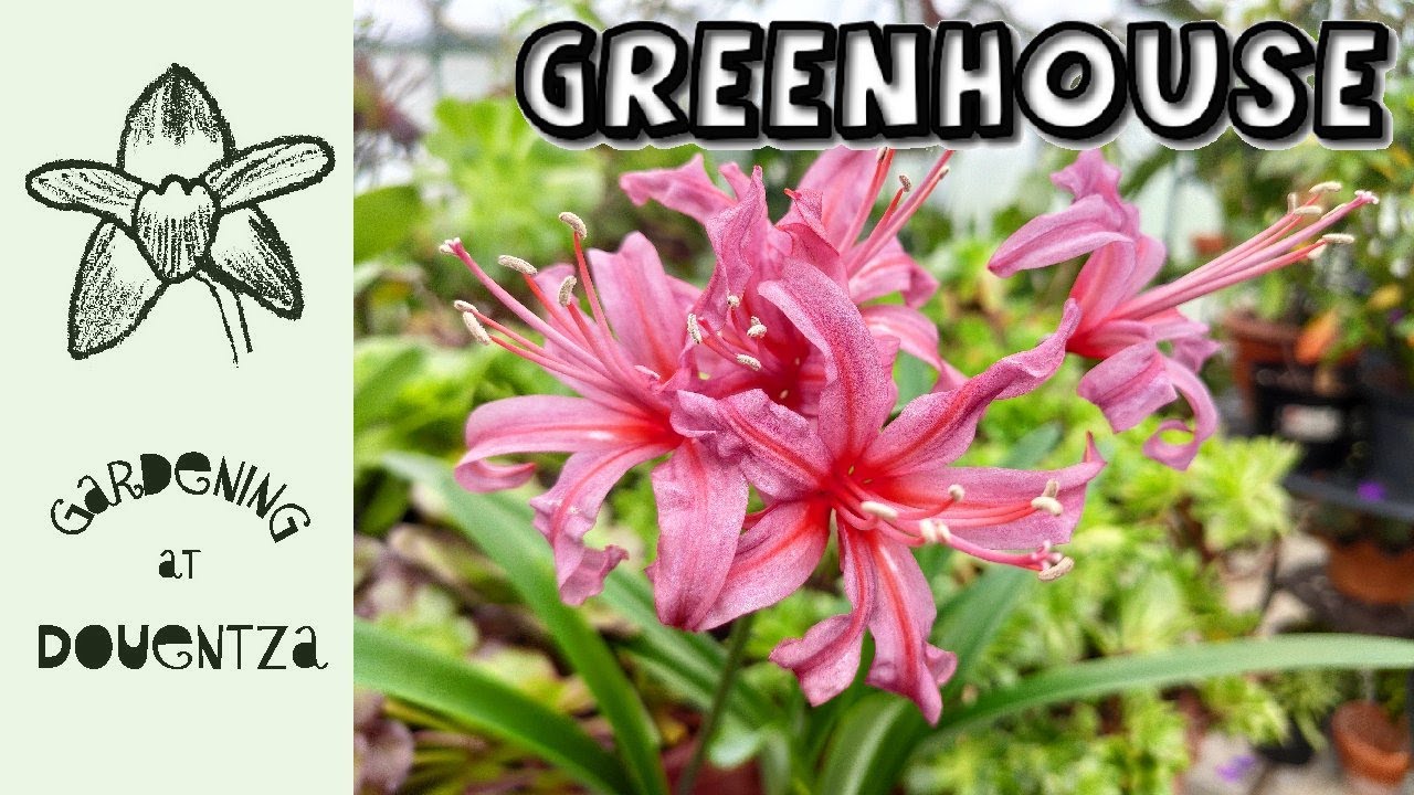 Greenhouse Tour in November - nerine, epiphyllum, tibouchina