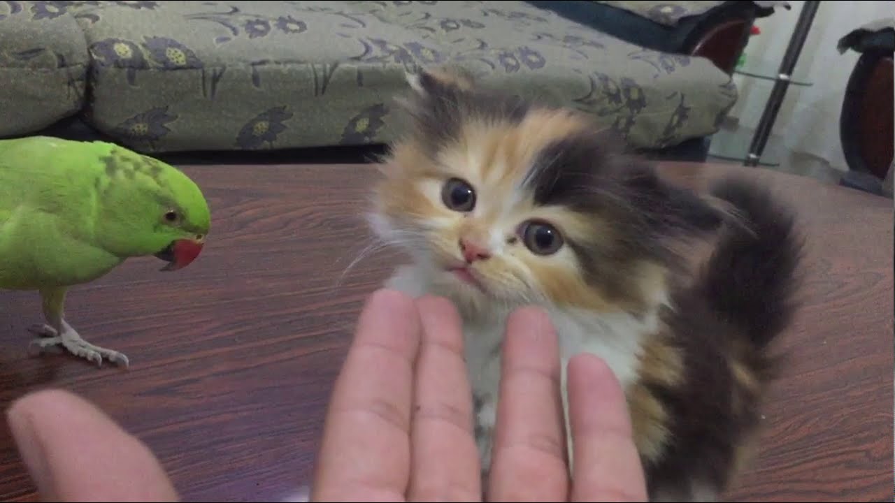How to check persian kitten double coated or tripple coated | Urdu | Hindi