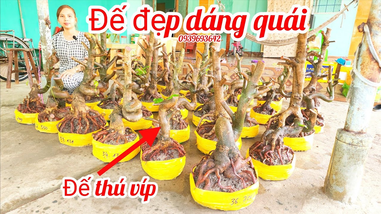 12/3 Chị Nhí 0939693642 phôi mai bonsai dáng quái đế đẹp|MaivàngThanhTâm