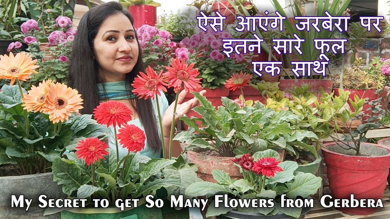 ऐसे आएंगे जरबेरा पर इतने सारे फूल एक साथ | My Secret to Get So Many Flowers from Gerbera