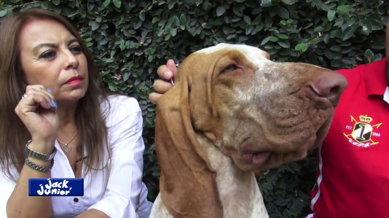 Braco Italiano