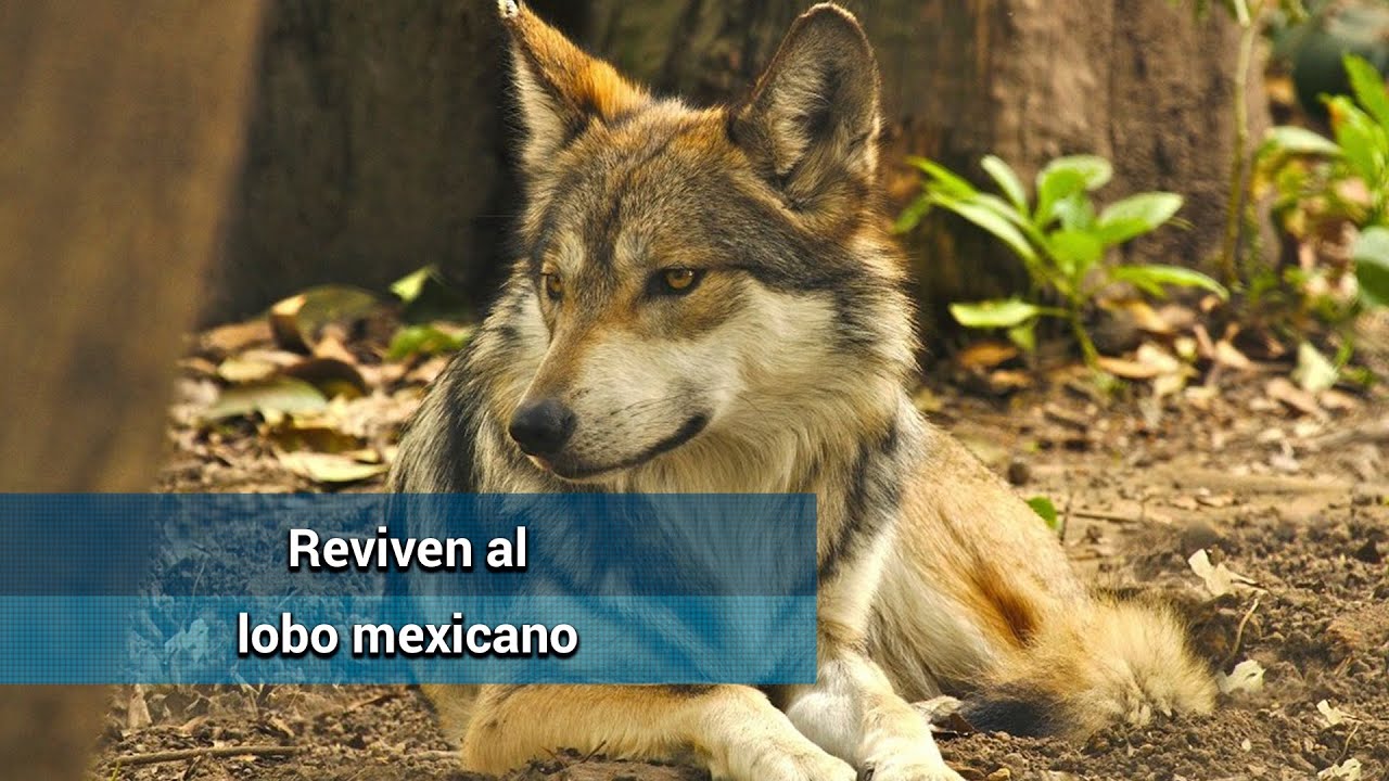 El lobo mexicano deja la lista de especie extinta