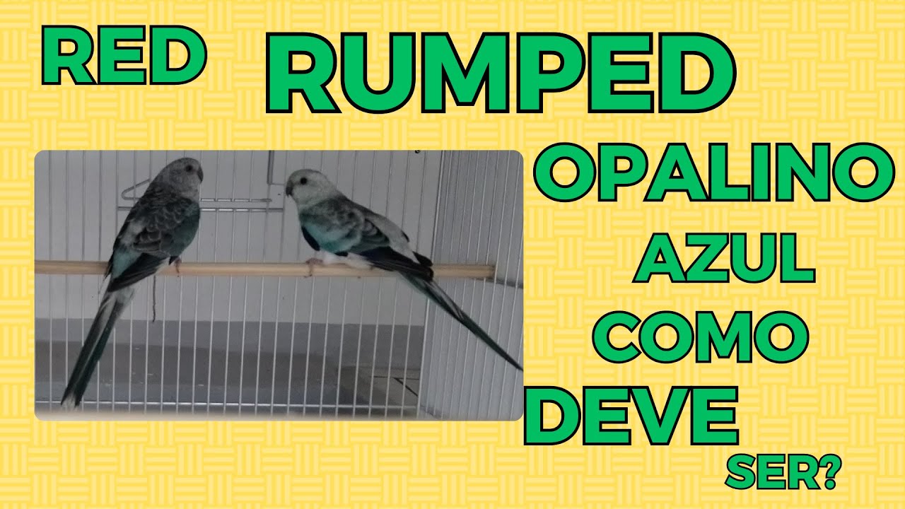 RED RUMPED OPALINO AZUL COMO DEVE SER?Cortes da Live.
