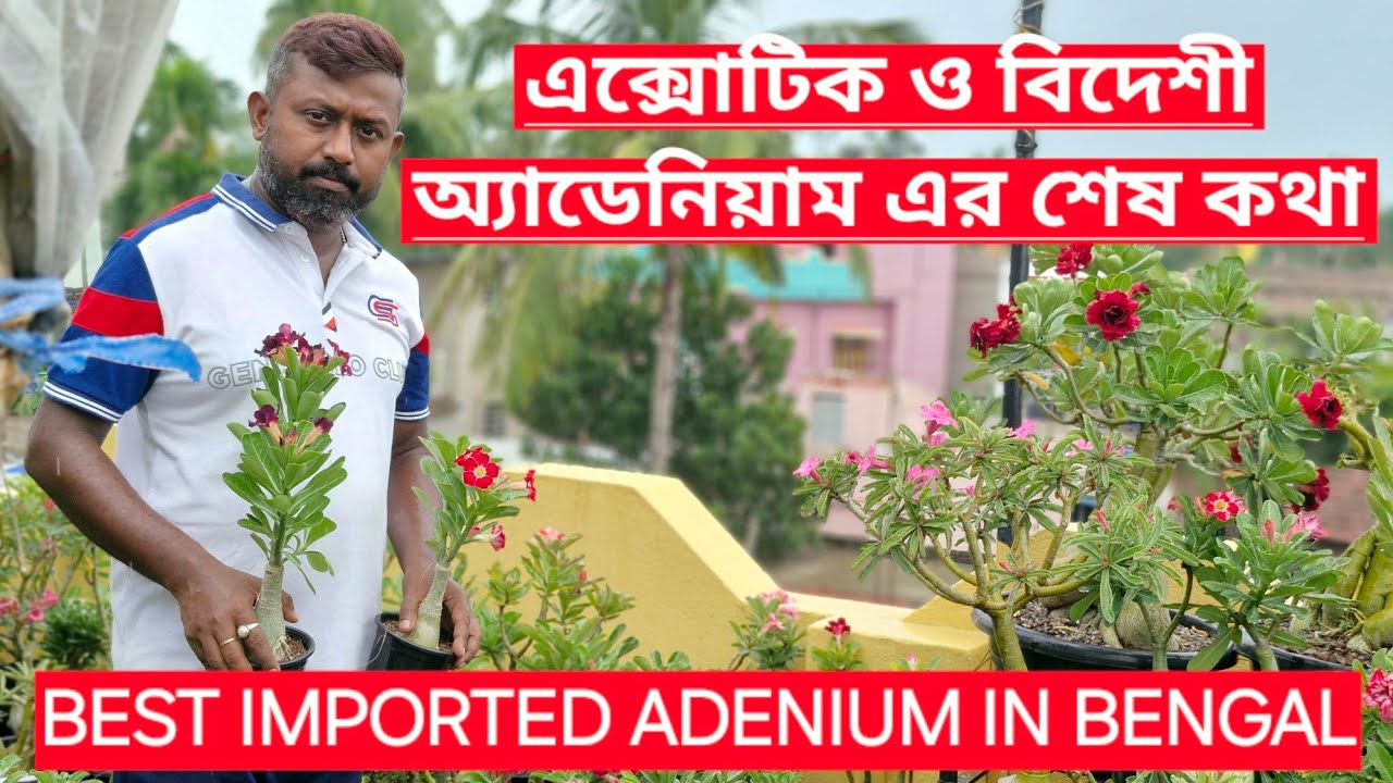 এক্সোটিক ও বিদেশী অ্যাডেনিয়াম এর সেরা কালেকশন|BEST IMPORTED ADENIUM IN BENGAL|SUBHAM NURSERY|