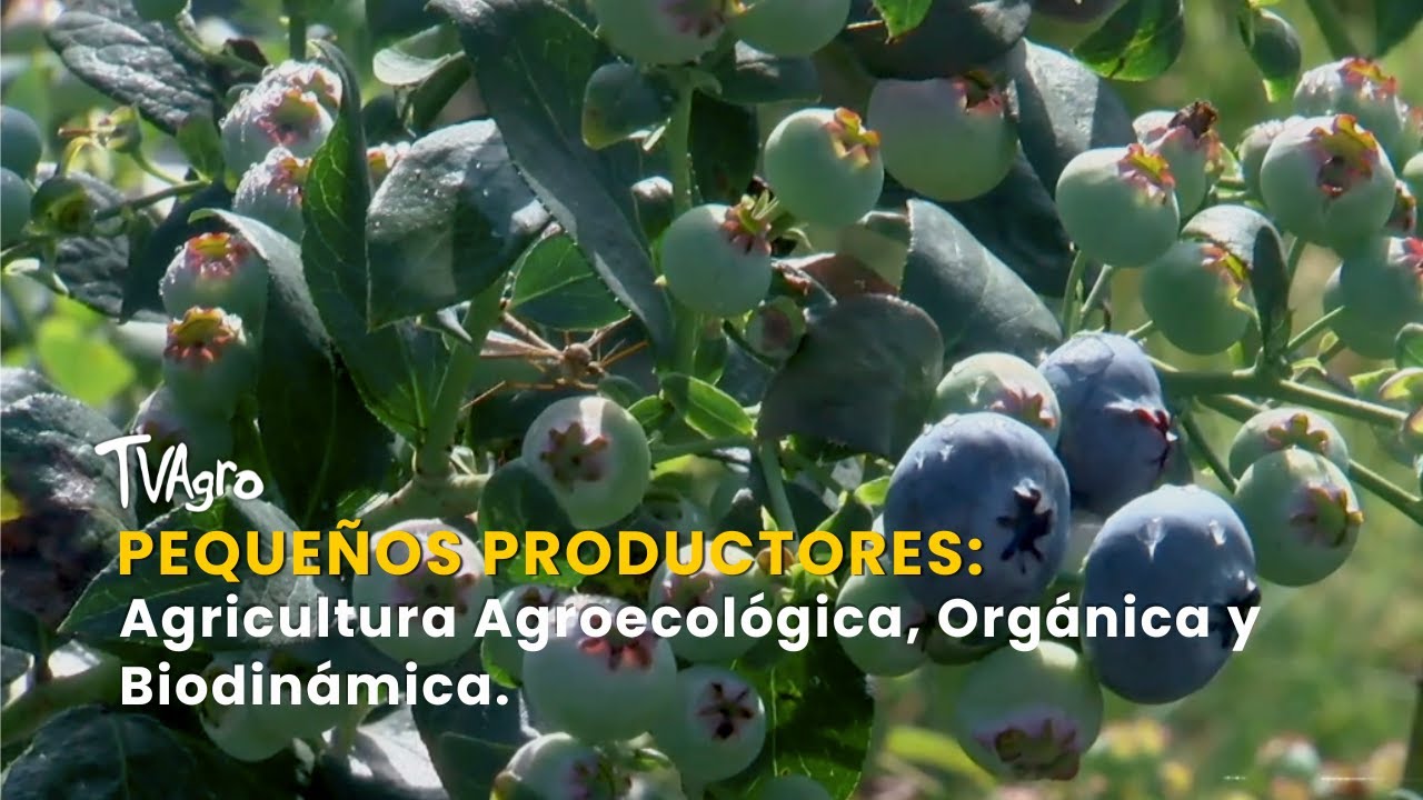 Peque&ntilde;os Productores: Agricultura Agroecol&oacute;gica, Org&aacute;nica y Biodin&aacute;mica - TvAgro por Juan Gonzalo