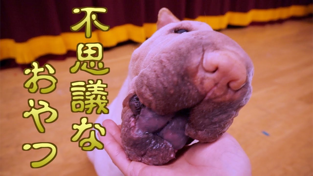 レンジで膨らむ不思議なオヤツの食感が謎すぎて、うちのブチャ犬変顔連発wwww