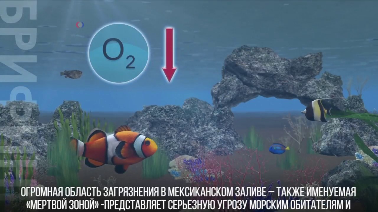 «Мертвая зона» в Мексиканском заливе