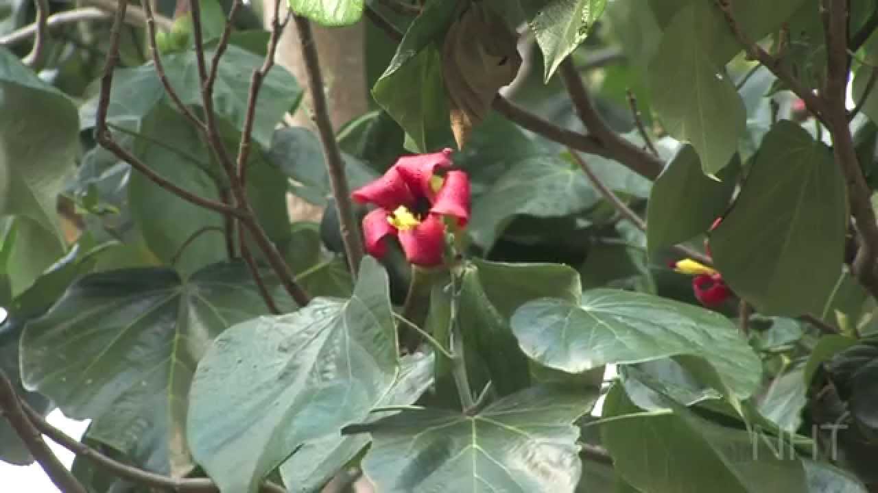 Jamaican Endemic Birds Jan2014
