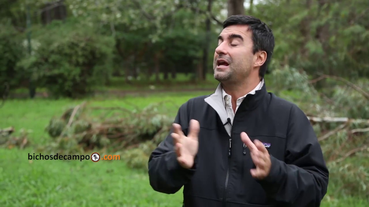 Darío Colombatto - Profesor de la Cátedra Bovinos de Carne de la FAUBA