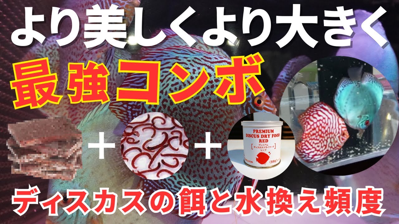 （ディスカス飼育）より美しくより大きく育てる秘訣は餌やりと水換え。理想的な餌（ハンバーグ、赤虫、粒餌）と餌のあげ方と頻度。最適な水換えの量と換水タイミングについてプロが完全解説。ディスカス学校第５話
