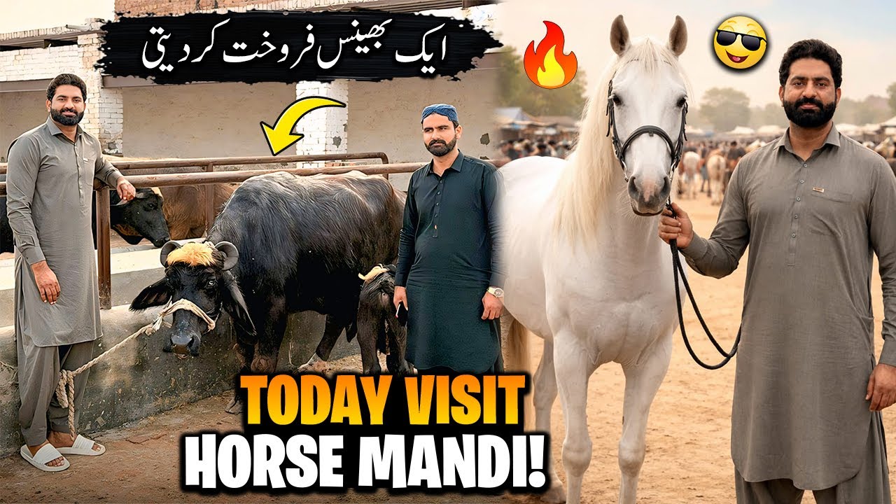 Ghori Di Kharidari | horse Mandi Aminpur | Ik Buffalo Sale Kr diti | Dhillon Dairy Farm 