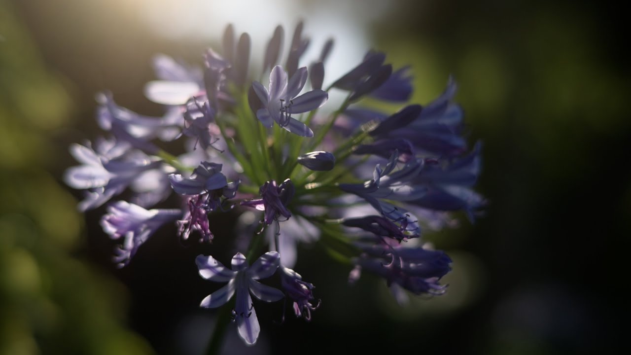 Swirly bokeh with the SLR Magic MicroPrime 21mm and 50mm on the Sony FX3