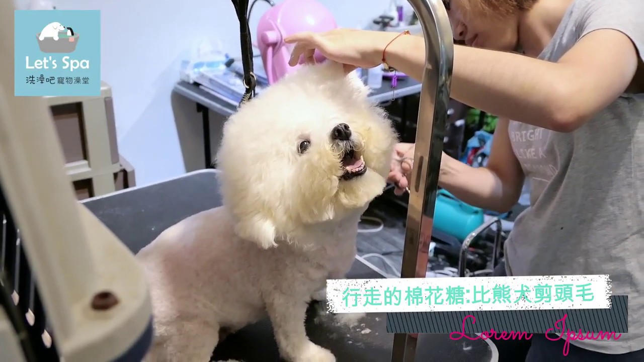 比熊犬剪毛趣(Let'Spa頂級寵物美容）