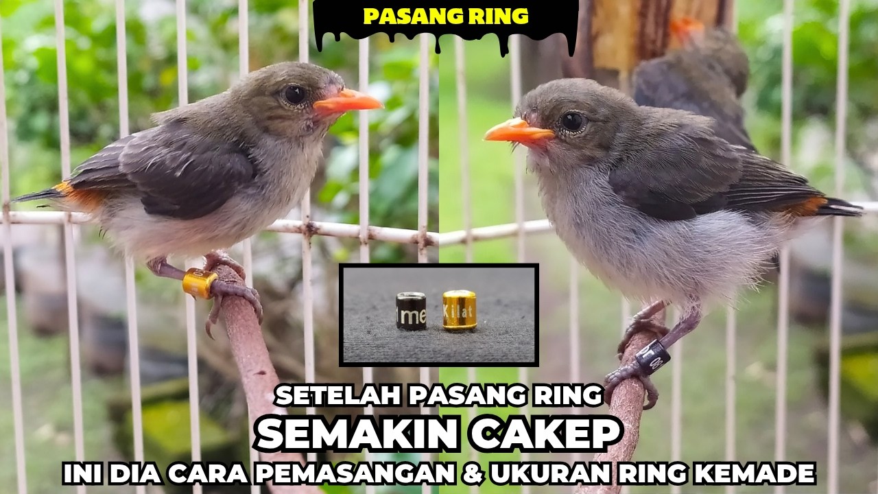 PASANG RING PADA KEMADE YANG SUDAH MANDIRI❗BEGINILAH CARA PEMASANGAN & UKURAN RING UNTUK KEMADE❗