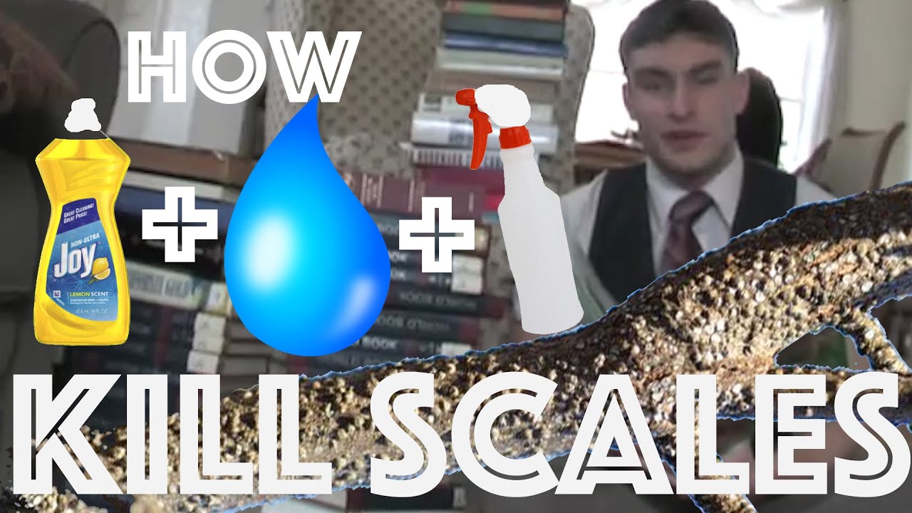 How To Kill Scales On Plants