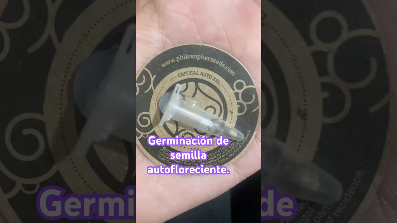 Germinación Critical auto XXL autocultivo  .