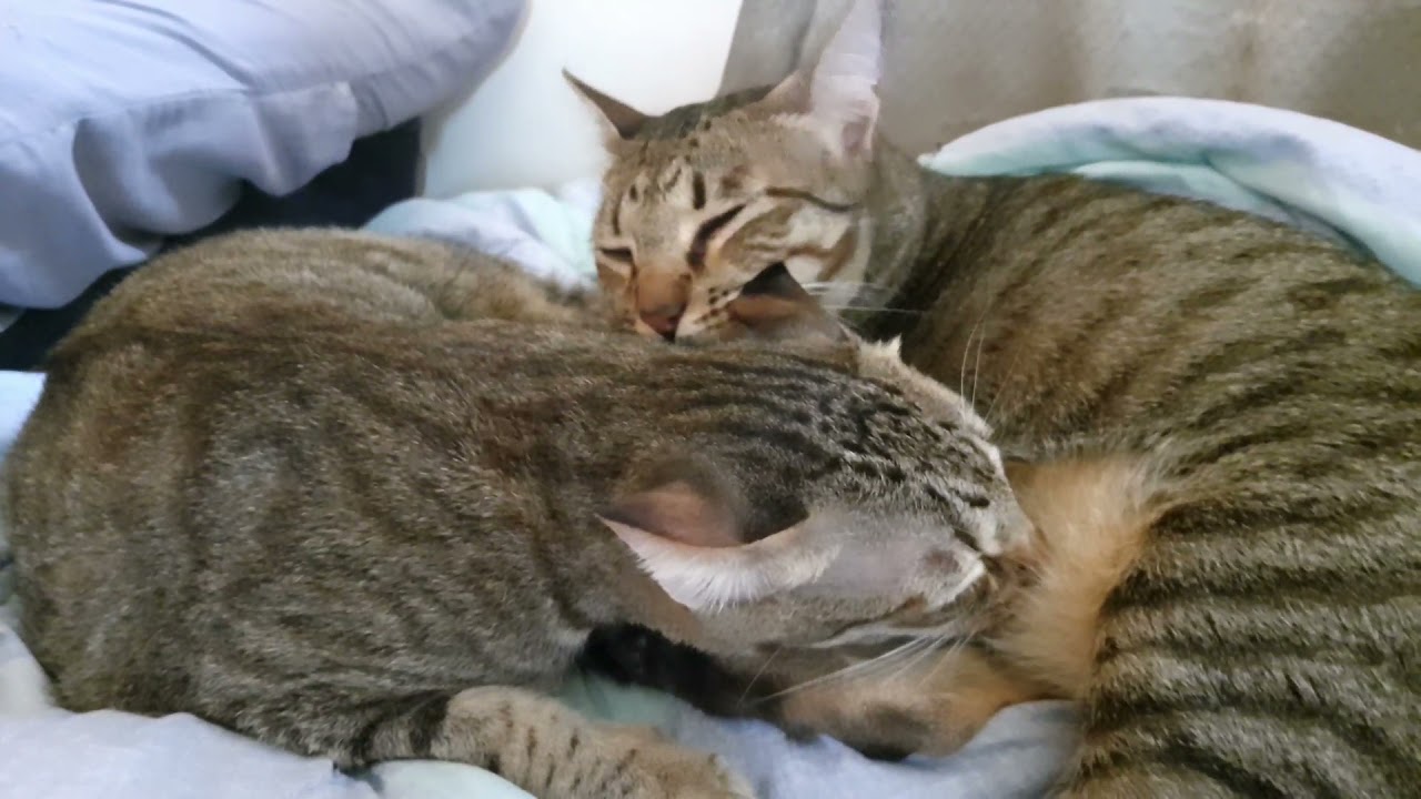 Very big cat still sucks milk from mother cat