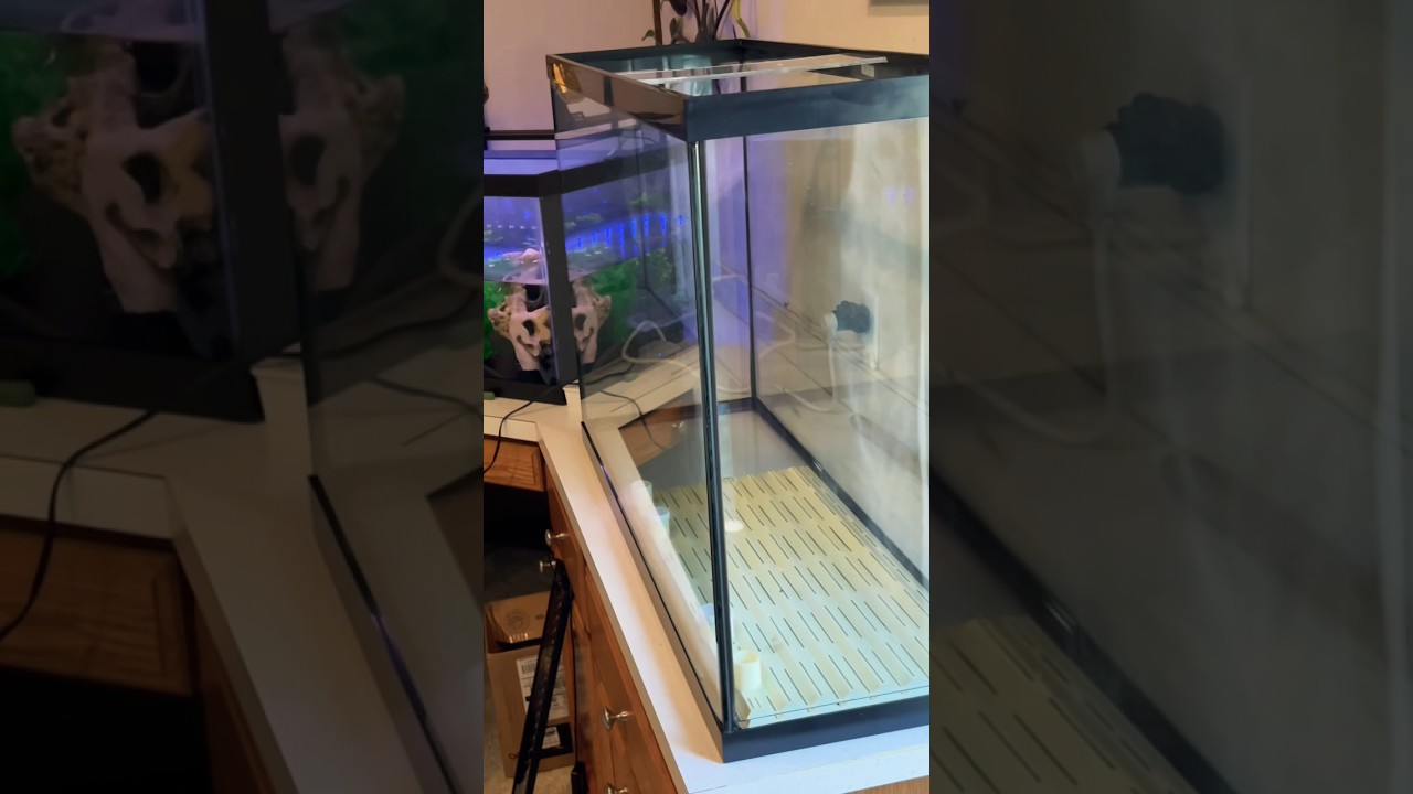 Making a 3D hidden image aquarium! #stereogram #aquariumhobby #aquariumbackground #aquariumdesign