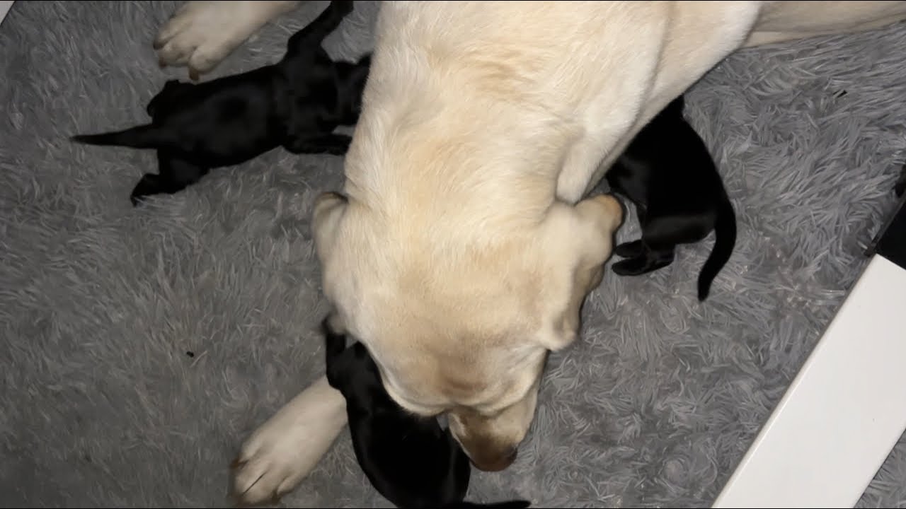 First Week With 9 Newborn Puppies