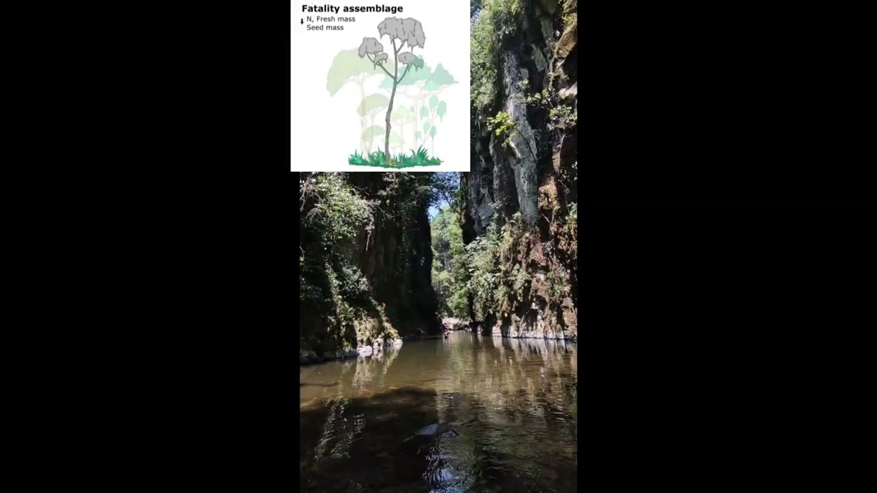 Te haz preguntado &iquest;C&oacute;mo el bosque mes&oacute;filo resiste al cambio clim&aacute;tico?