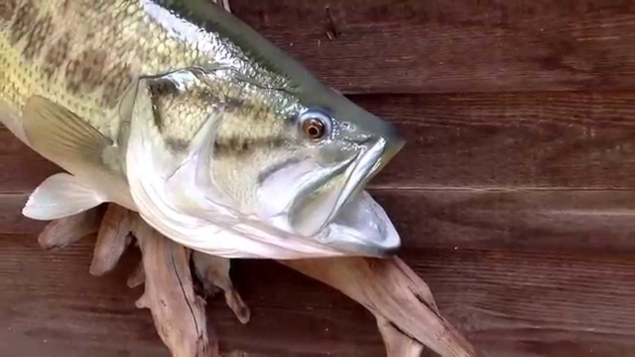 Reverse curve Largemouth Baa replica by Anglers Choice Fish Mounts.