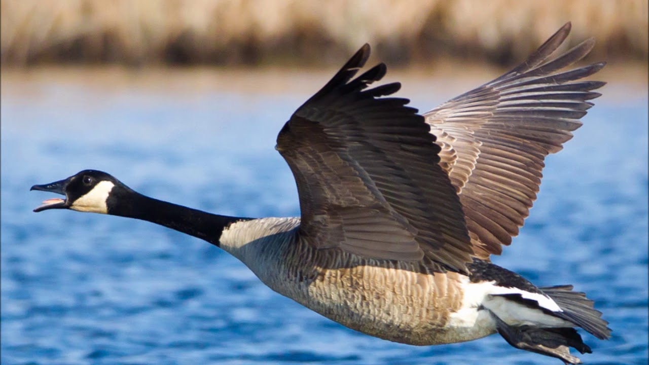 Bernache du Canada - Branta canadensis - Canada Goose