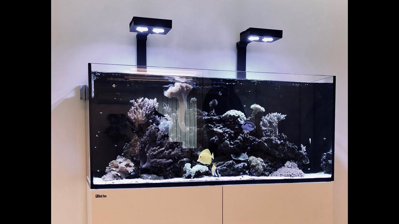 Aquarium Red Sea Reefer 350 - after one year