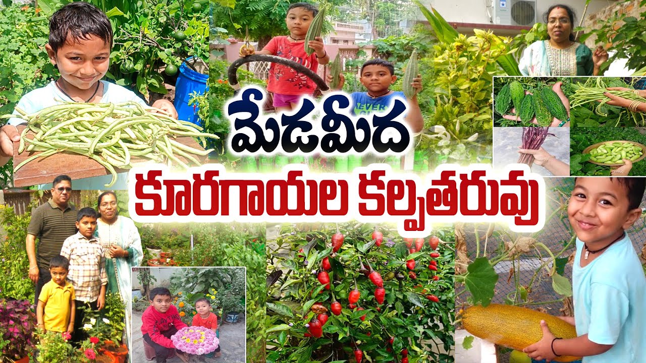 100% నేచురల్ కూరగాయలు తింటున్న కుటుంబం | Himabindu #OrganicVegetables #KitchenGarden #UrbanFarming