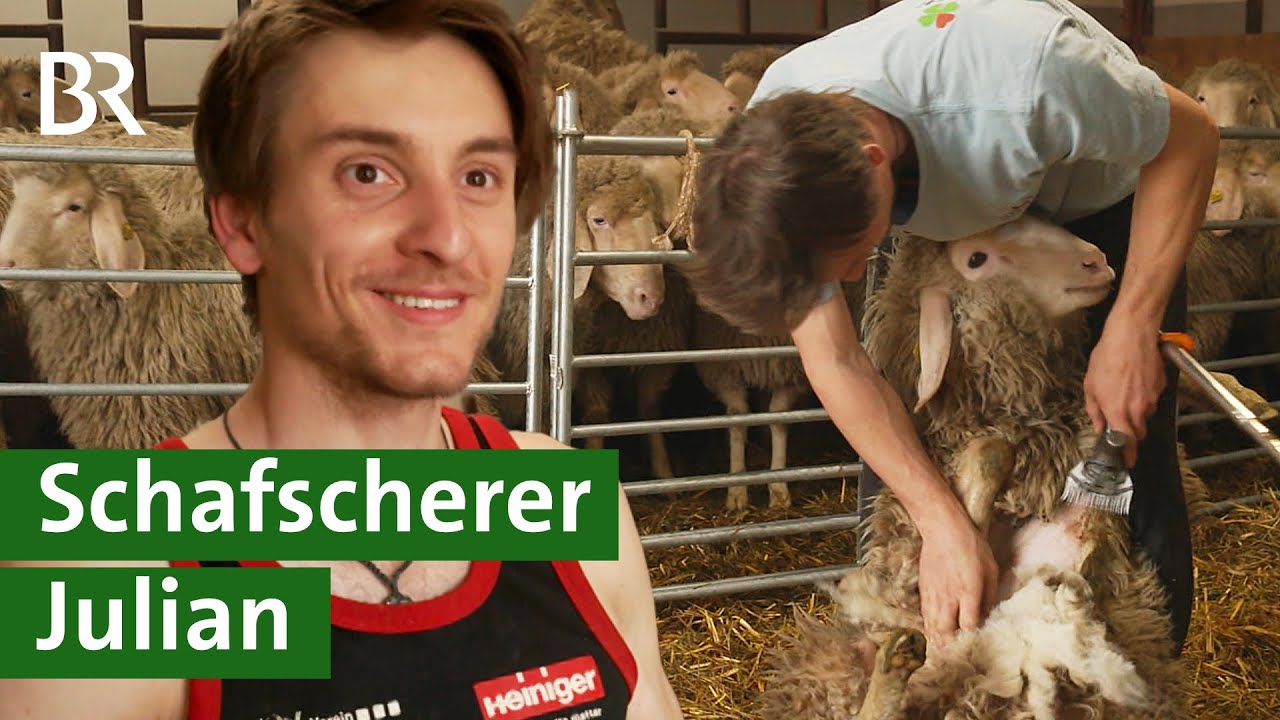 Work and Travel in Neuseeland: Wie Julian seine Liebe zum Schafe Scheren entdeckte | Unser Land | BR