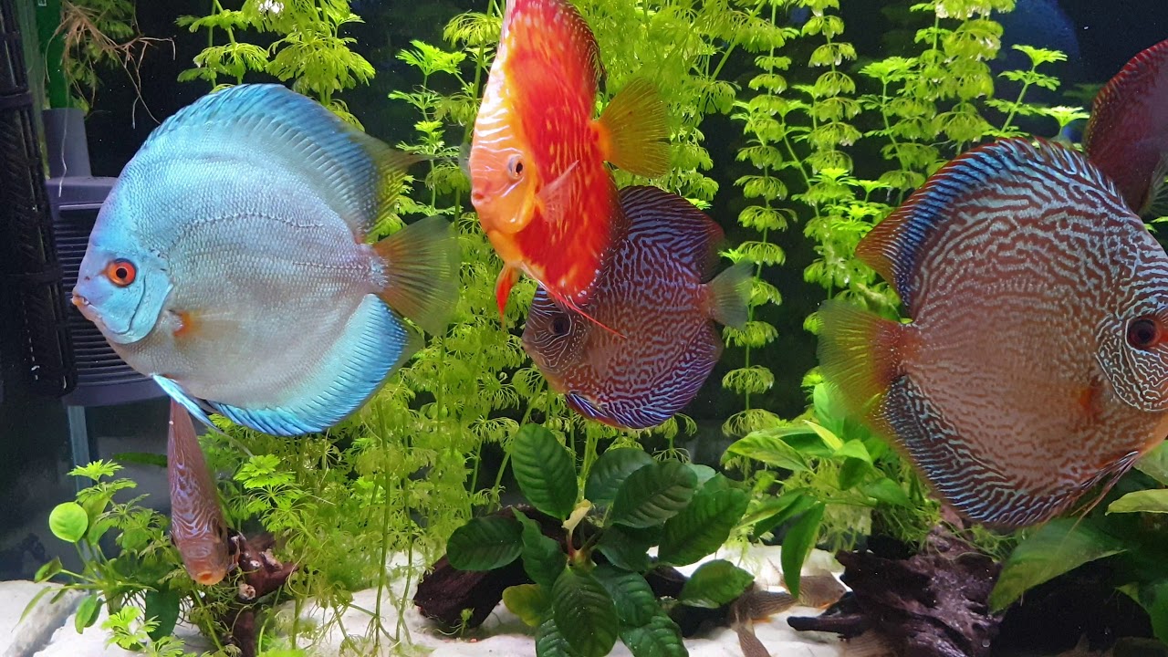 27. Acuario peces disco. Iluminación, cambio la pantalla en beneficio del color.