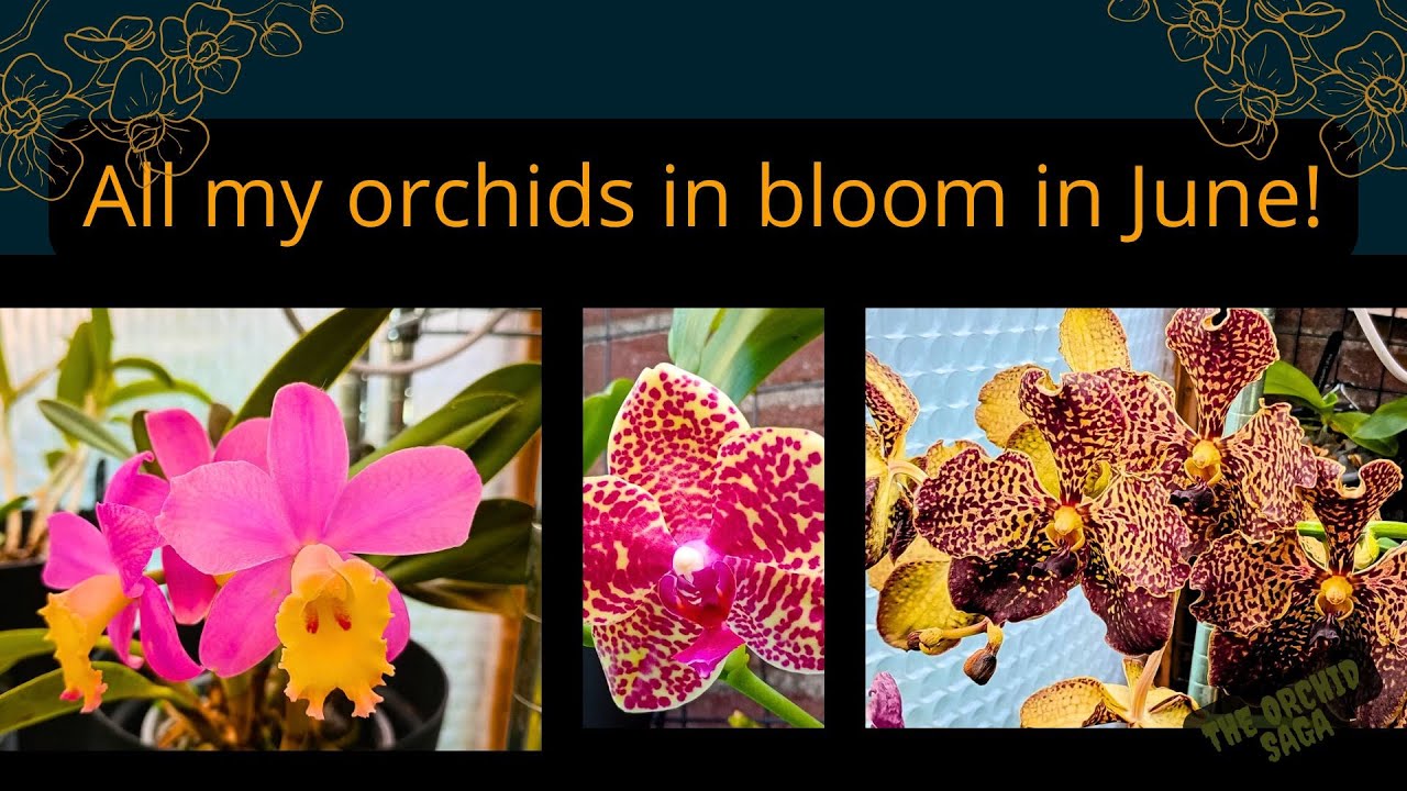 All my orchids in bloom in June 2025!