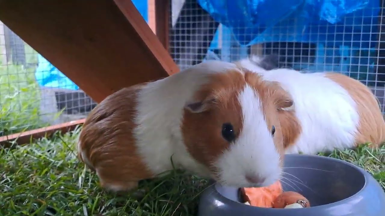 Adorable Guinea Pigs ASMR