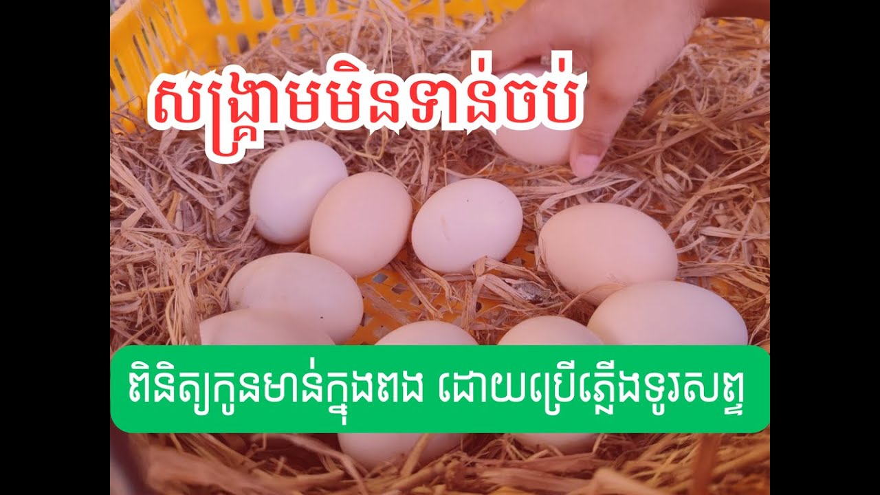 សៀមមិនឈប់វាយនៅឡើយ តស់បងប្អូនមើលរបៀបឆ្លុះពងថាមានកូនឬអត់​