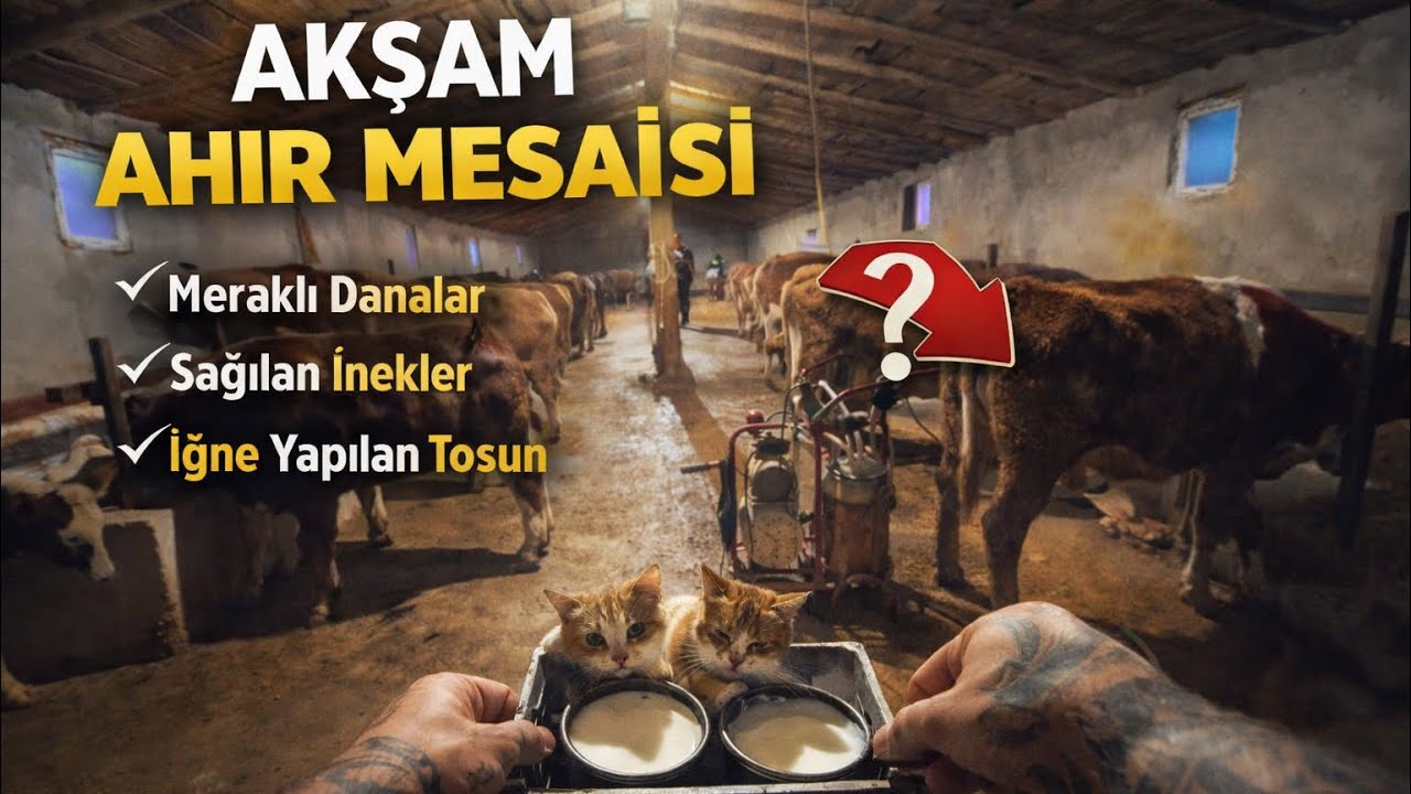 Gün Batarken Ahırda Hayat | Besleme, Sağım, Tedavi
