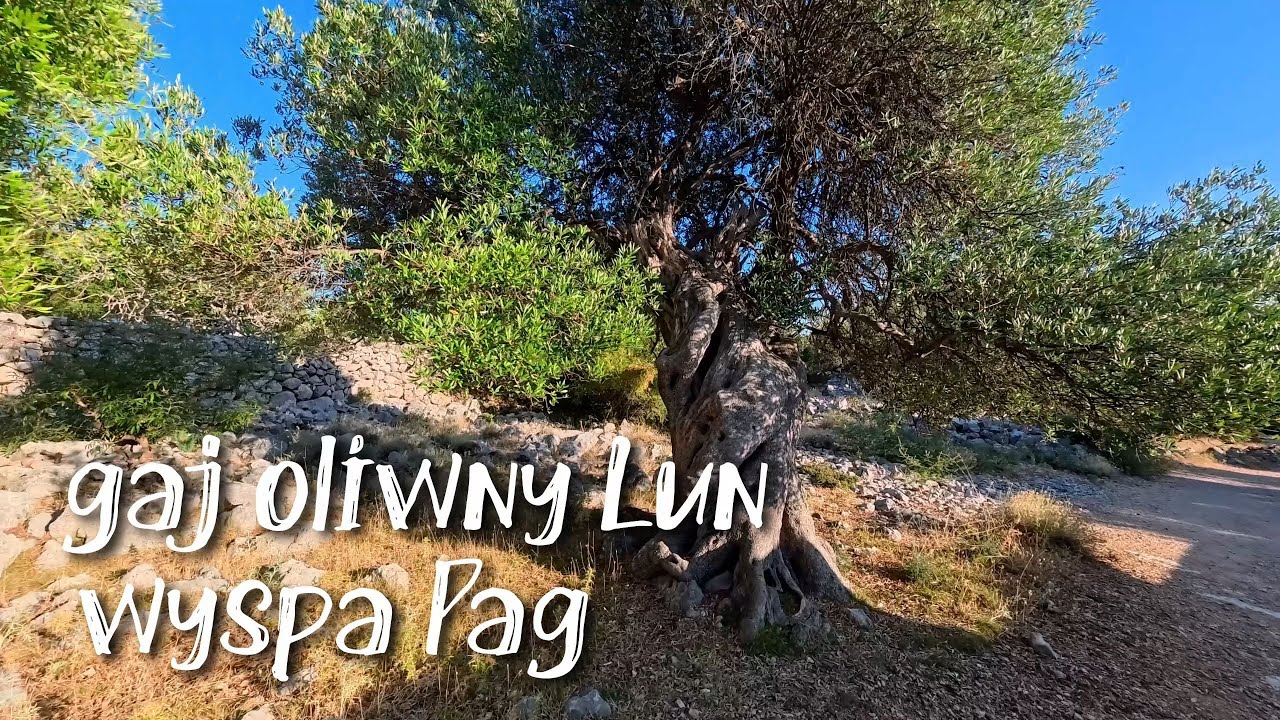 gaj oliwny Lun wyspa Pag Chorwacja 2025, 30.07.2025 / Lun olive grove, Pag Island, Croatia 2025