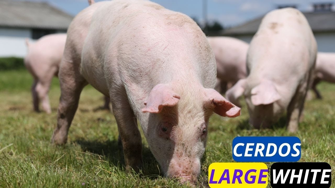 🐖 CERDOS LARGE WHITE Gigantes, Resistentes y Codiciados en TODO el Mundo 🌐