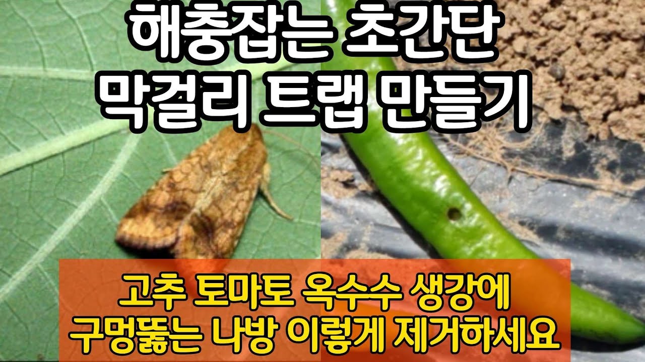 고추 토마토 옥수수 생강에 구멍뚫는 담배나방 조명나방 이렇게 제거하세요. 해충잡는 초간단 막걸리 트랩 만들기