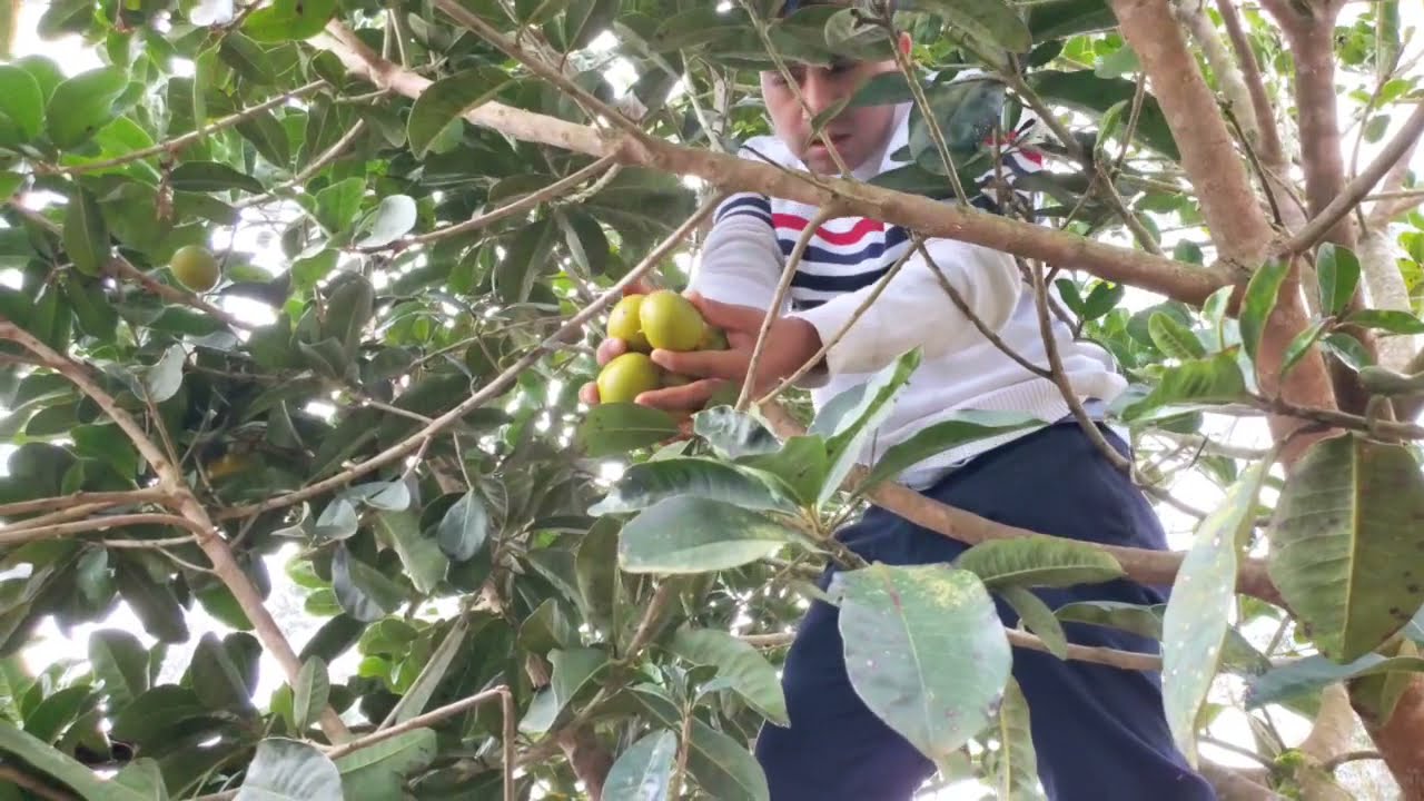 COSECHANDO LUCUMA