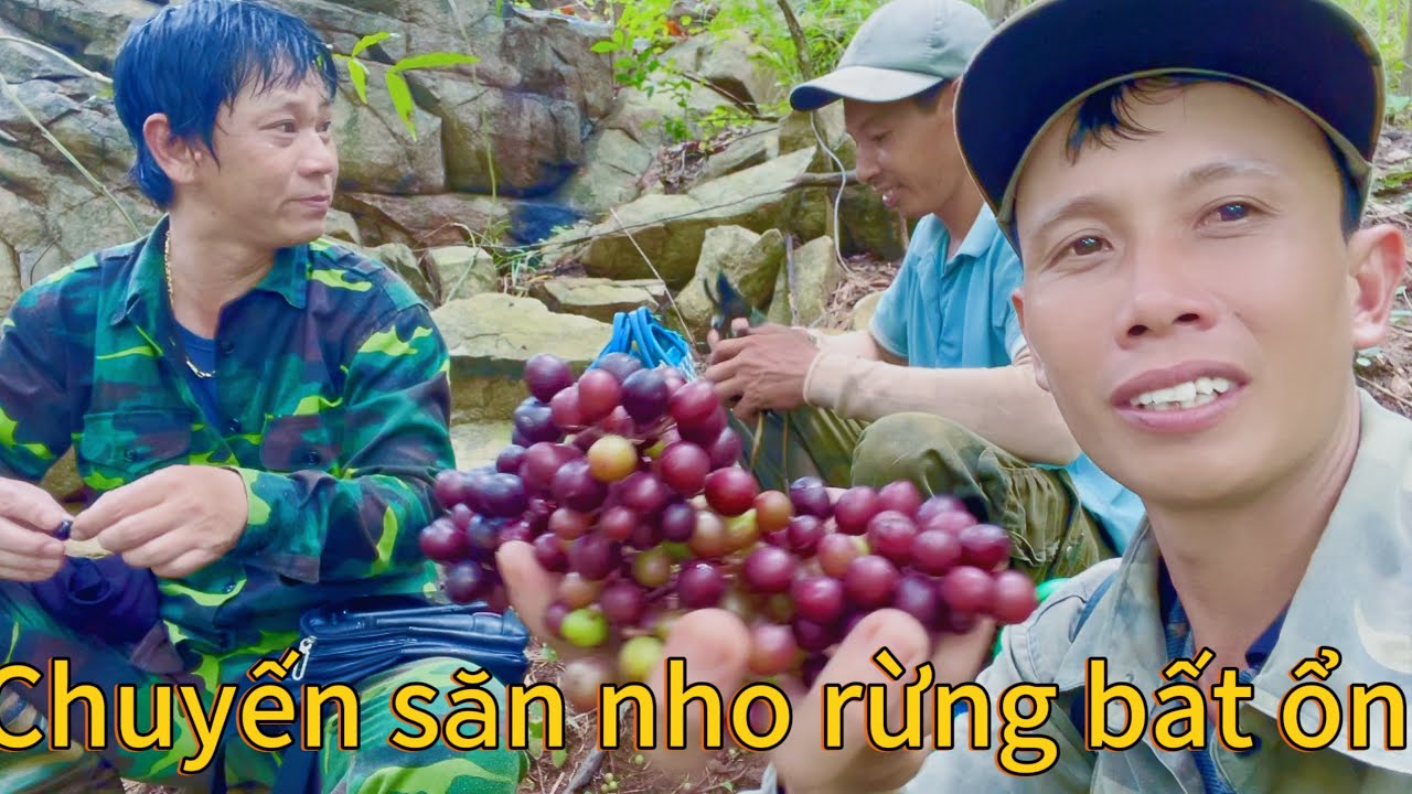 Chuyến săn nho rừng bất ổn và hành trình chinh phục tảng đá to nhất trên đỉnh núi 