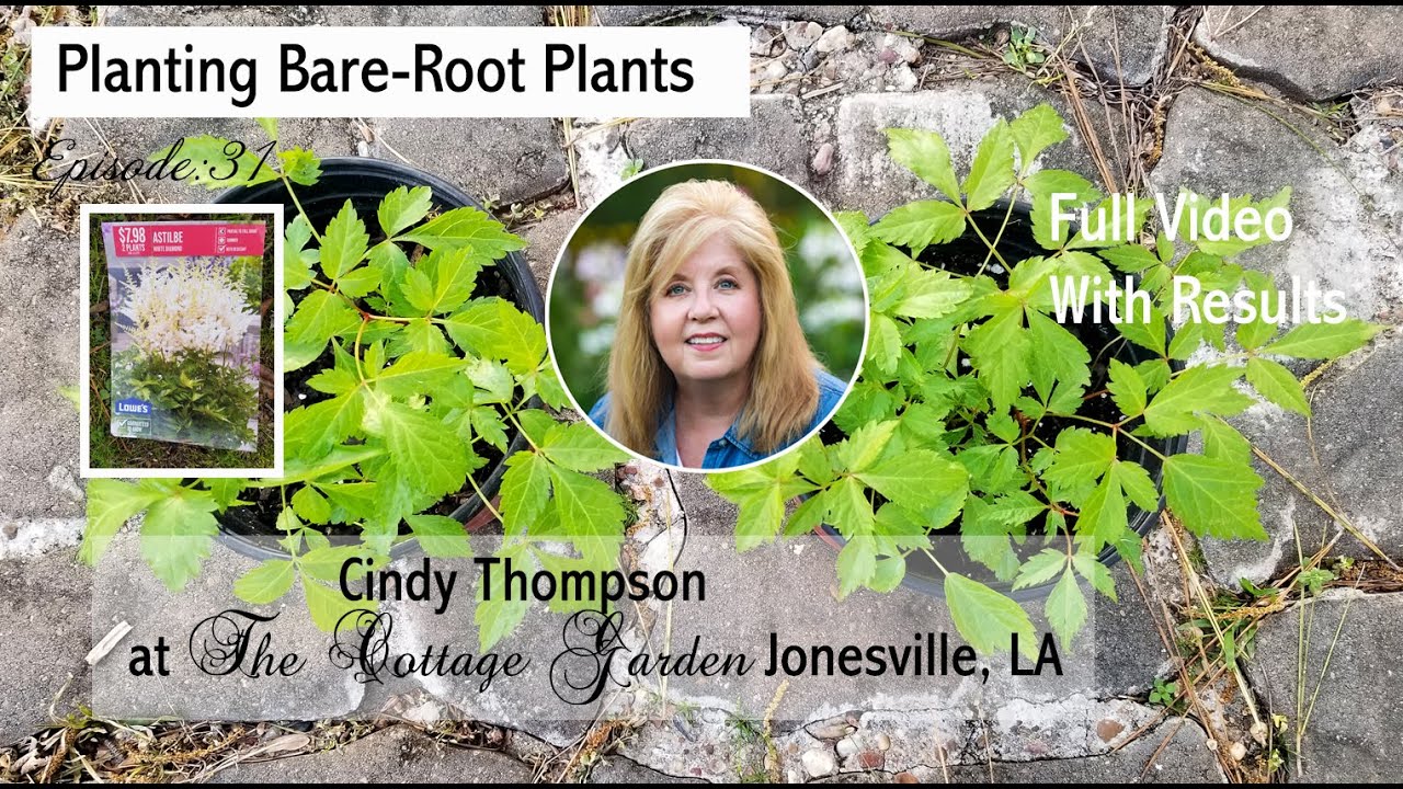 Planting up bare root plants