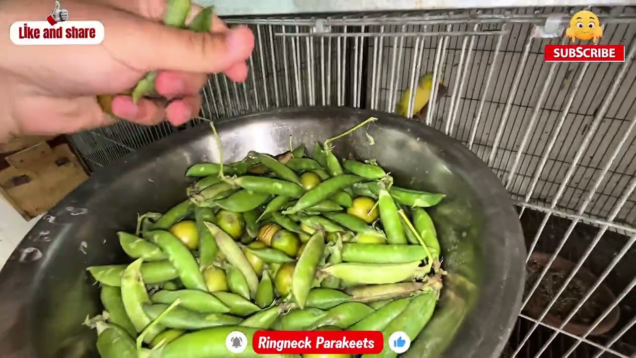 Today's Special Treat: Peas and Ber for my Parrot