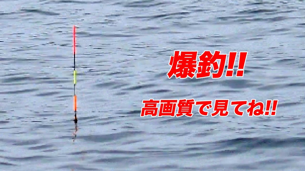 『4K』「ウキあたりとシーンが超多め」棒ウキで細かいあたりを取る紀州釣り！！　#紀州釣り  #仙人ウキ