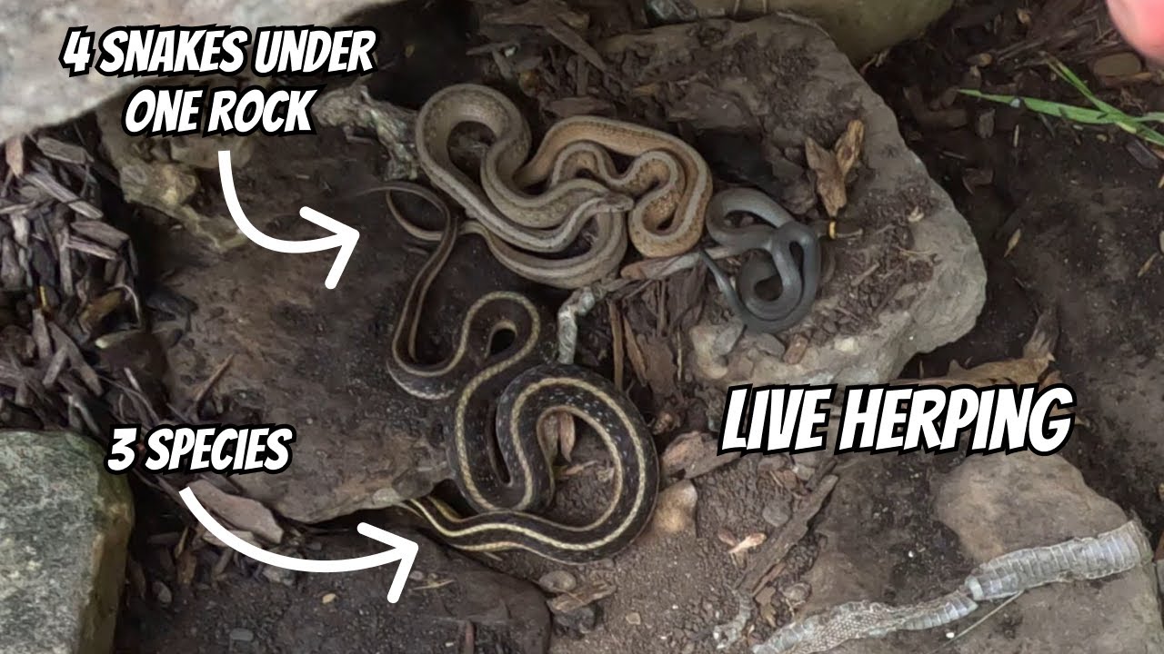 Live Herping in the Finger Lakes finding 7 Snakes | Field Herping New York