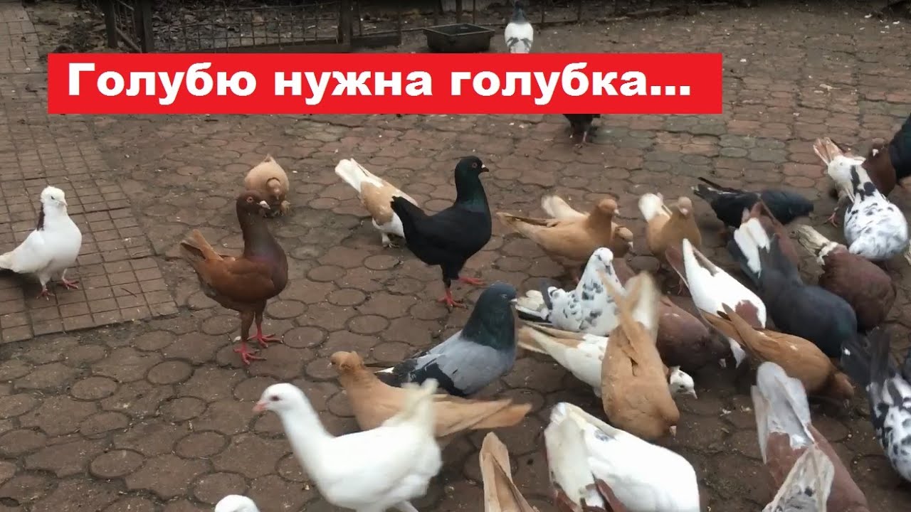 С кем лучше спаровать хорошо летающего голубя? Как лучше разганивать голубей?