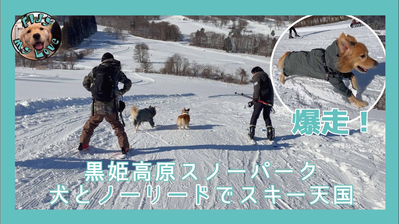 黒姫高原スノーパークは 犬連れスキー天国！