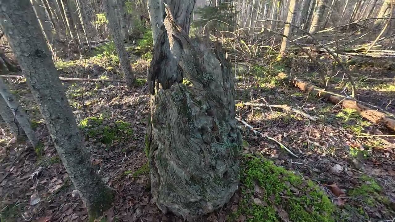 Vecā celma stāsts. Vai sena egle?