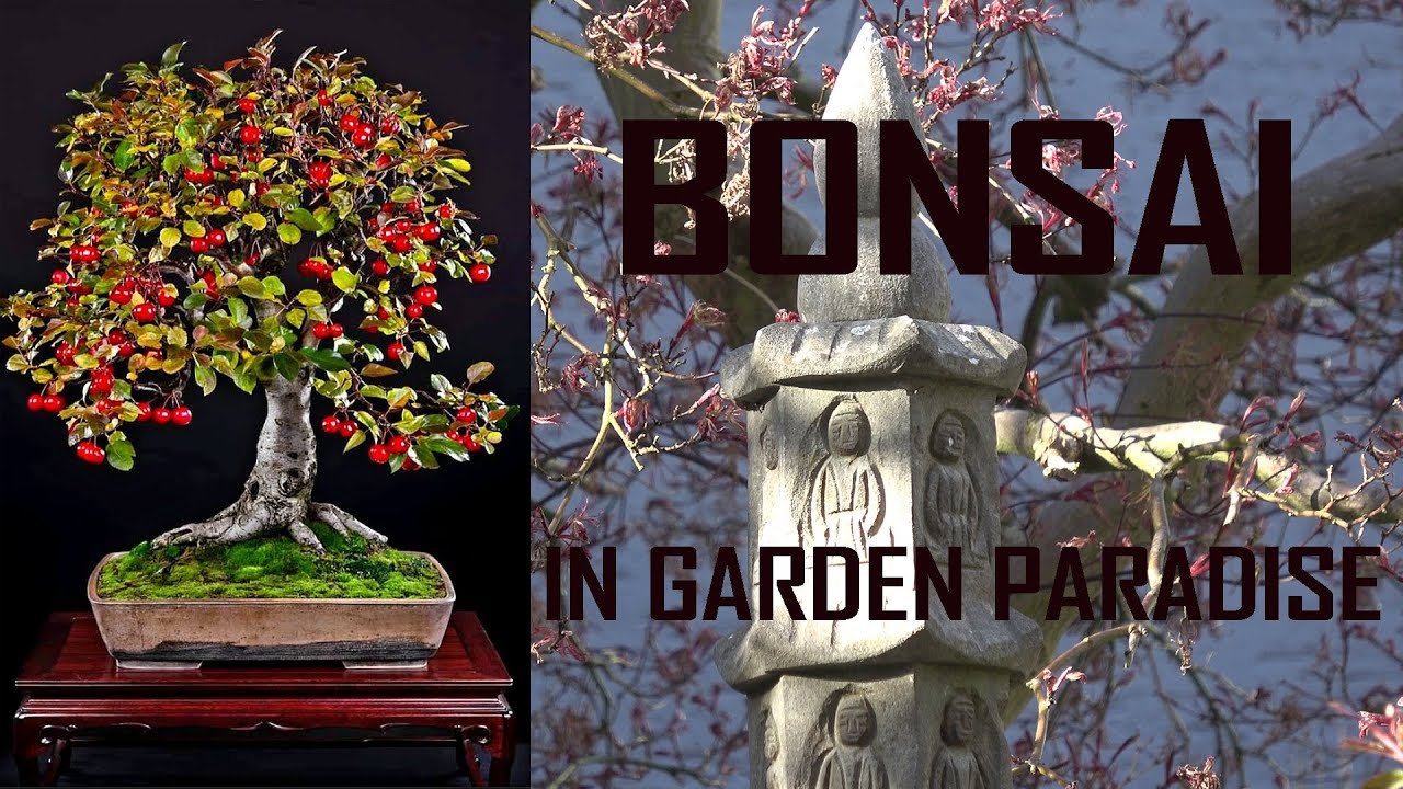 Bonsai in garden paradise