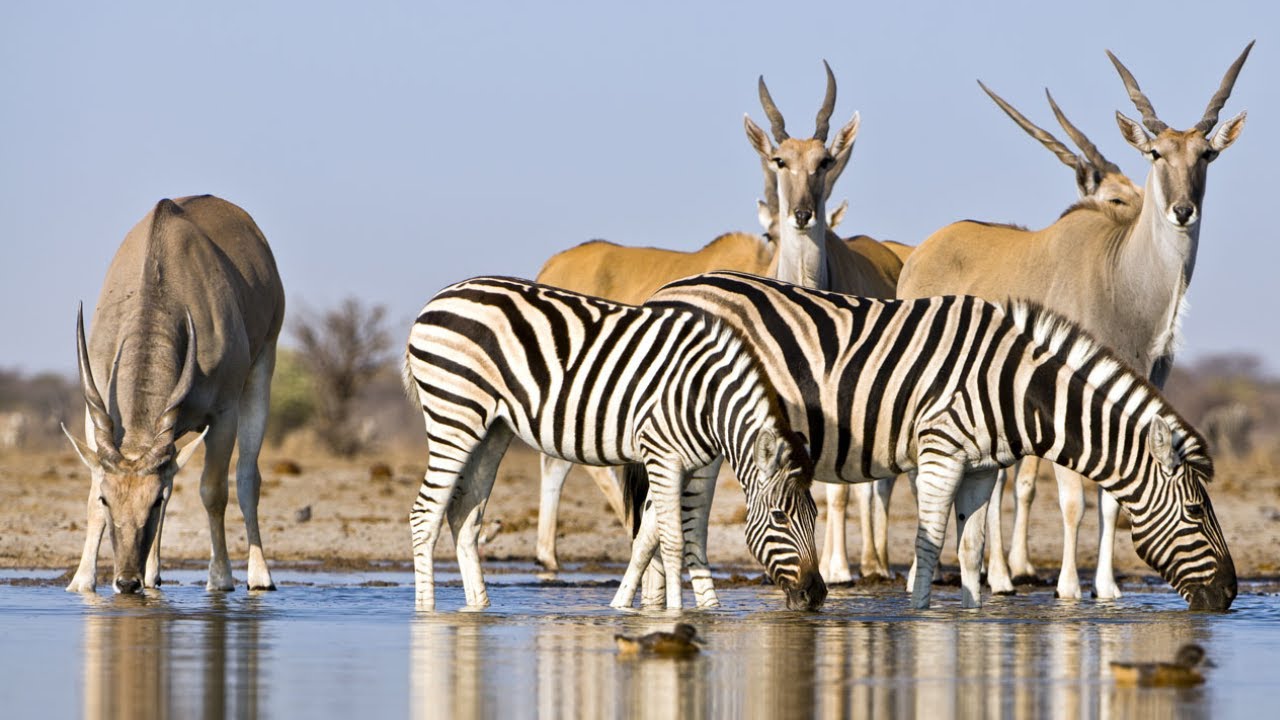 LIVE 24/7: Wild Savannah Safari | Real-Time Wildlife Stream from Africa 🌍