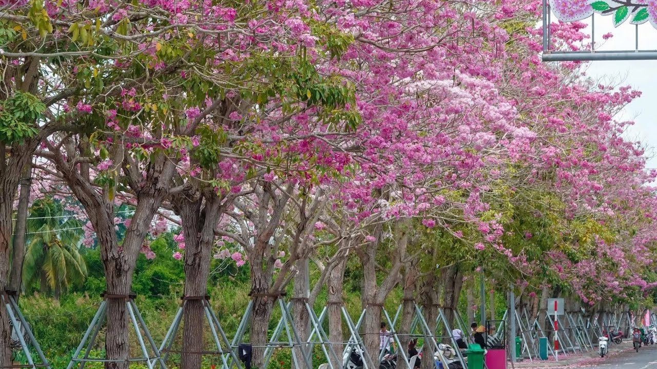 Cần Thơ đổ đường xuống Sóc Trăng ngắm hoá KÈN HỒNG và cái kết 